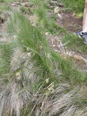 Luzula luzuloides rubella