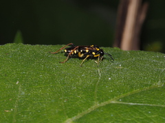 Macrophya postica