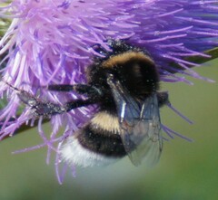 Bombus