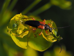 Stenurella jaegeri