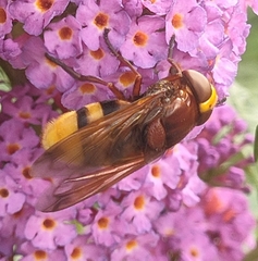 Volucella zonaria