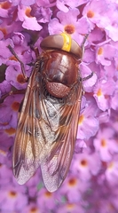 Volucella zonaria