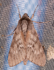 Lapara coniferarum