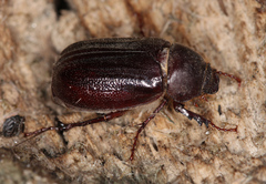 Aplidia transversa transversa