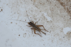 Eumodicogryllus bordigalensis
