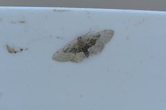 Idaea intermedia