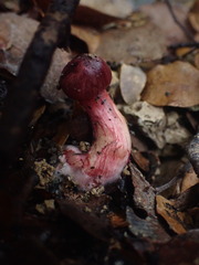 Cortinarius cardinalis
