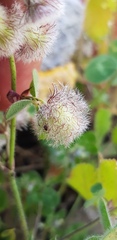 Trifolium pilulare