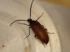 Pseudocistela ceramboides