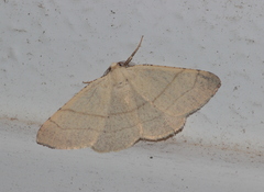 Adactylotis gesticularia