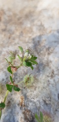 Trifolium pilulare