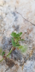 Trifolium pilulare