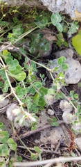 Trifolium pilulare
