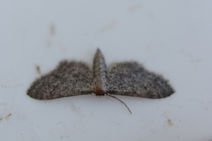 Idaea tineata