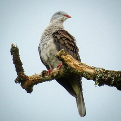 Ducula badia