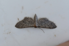 Idaea tineata
