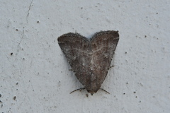 Condica viscosa