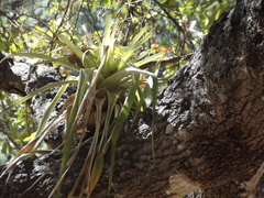 Tillandsia borealis
