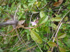 Thymus pulegioides pulegioides