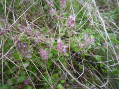Thymus pulegioides pulegioides