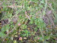 Thymus pulegioides pulegioides