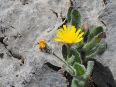 Hieracium villosum