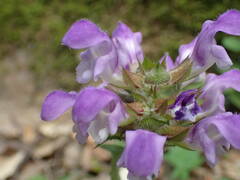 Prunella hastifolia