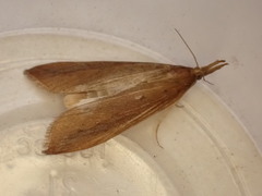 Schoenobius gigantella