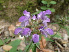 Prunella hastifolia