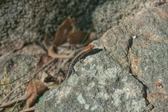 Lampropholis mirabilis