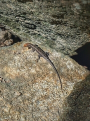 Lampropholis mirabilis