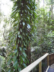 Rhaphidophora