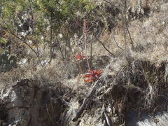 Echeveria dactylifera