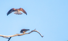 Falco moluccensis