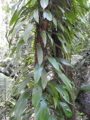 Rhaphidophora