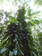 Rhaphidophora