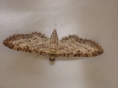 Eupithecia subumbrata