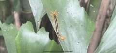 Scolopendra multidens