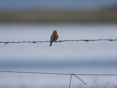 Linaria flavirostris
