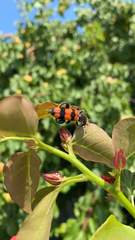 Trichodes crabroniformis