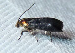 Abrenthia cuprea