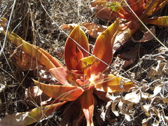 Echeveria dactylifera