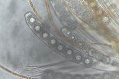 Octospora maireana