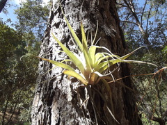 Tillandsia borealis