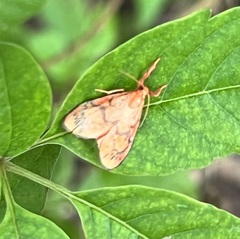 Pyrausta phoenicealis