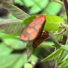 Pyrausta phoenicealis