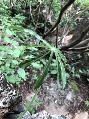 Arisaema consanguineum