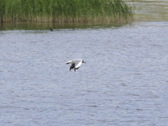Chroicocephalus brunnicephalus