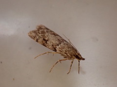 Scoparia ambigualis