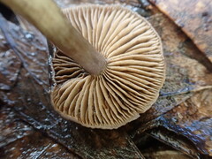 Cortinarius salmastrium